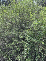 Alectryon diversifolius