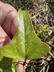 Smilax auriculata