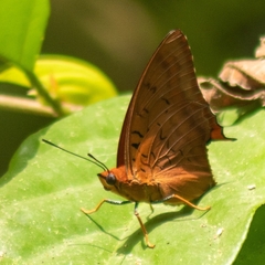 Charaxes lucretius lucretius