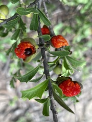 Alectryon diversifolius