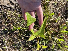 Smilax auriculata