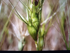 Aegilops neglecta