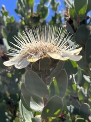 Protea punctata