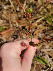 Euphorbia ophthalmica