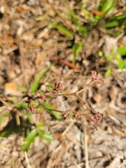 Euphorbia ophthalmica