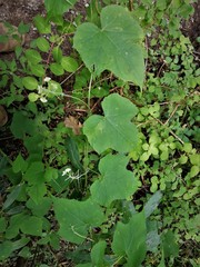 Microsechium helleri