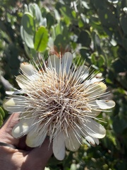 Protea punctata