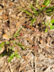 Euphorbia ophthalmica