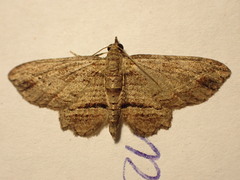 Chloroclystis filata