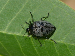 Cypherotylus adrianae