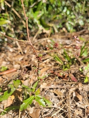 Euphorbia ophthalmica