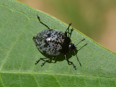 Cypherotylus adrianae