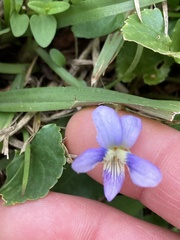Viola missouriensis