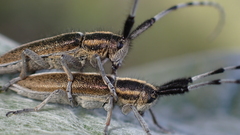 Agapanthia suturalis