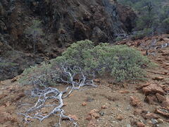 Arctostaphylos viscida pulchella