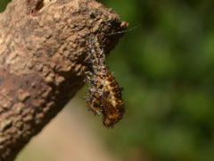 Cypherotylus adrianae
