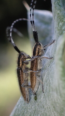 Agapanthia suturalis