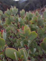 Arctostaphylos viscida pulchella