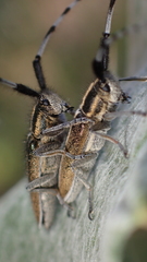 Agapanthia suturalis