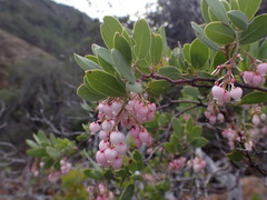 Arctostaphylos bakeri sublaevis
