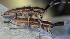 Agapanthia suturalis
