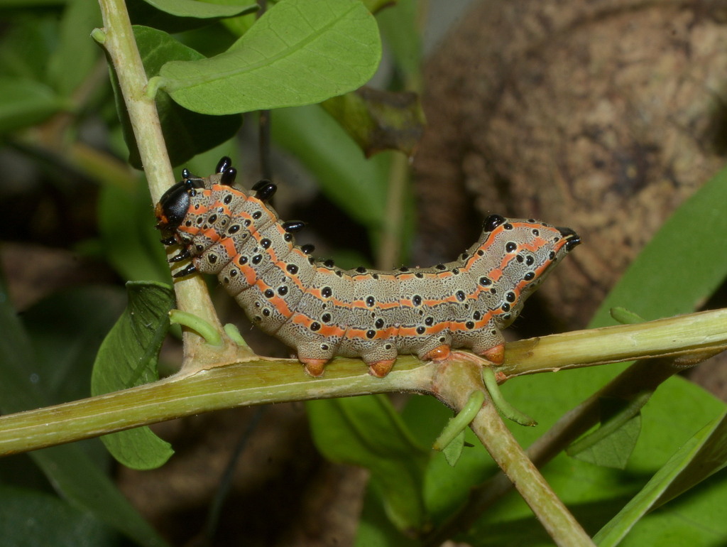 Tecmessa annulipes from A-Rio Grande - RS, Brasil on January 16, 2023 ...