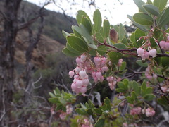 Arctostaphylos bakeri sublaevis