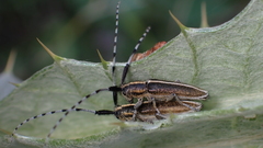 Agapanthia suturalis