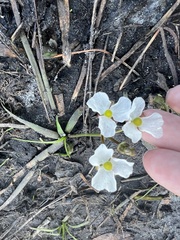 Sagittaria graminea