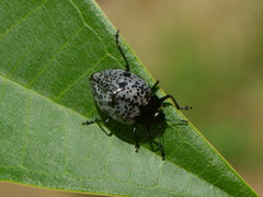 Cypherotylus adrianae