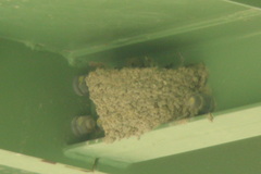 Ptyonoprogne rupestris