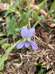 Viola missouriensis