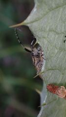 Agapanthia suturalis