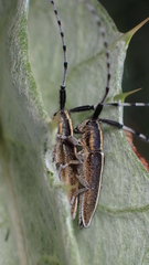 Agapanthia suturalis