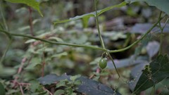 Microsechium helleri