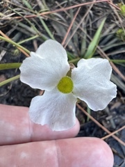 Sagittaria graminea