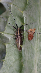 Agapanthia suturalis