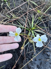 Sagittaria graminea