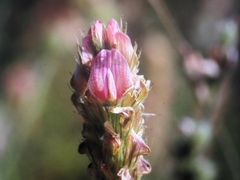 Onobrychis supina
