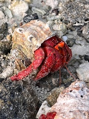 Coenobita perlatus