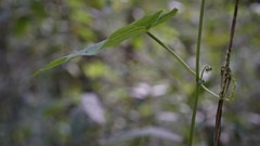 Microsechium helleri