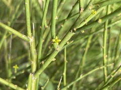 Anthobolus leptomeroides