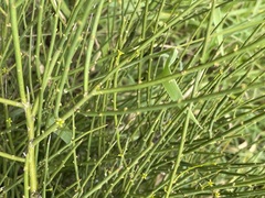 Anthobolus leptomeroides