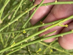 Anthobolus leptomeroides