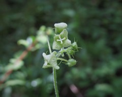 Microsechium helleri