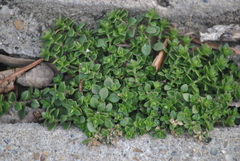 Arenaria