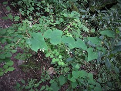 Microsechium helleri