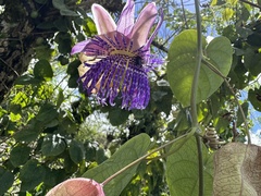 Passiflora seemannii