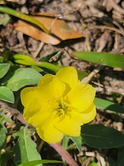 Oenothera laciniata