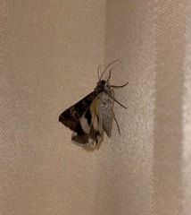 Melipotis trujillensis